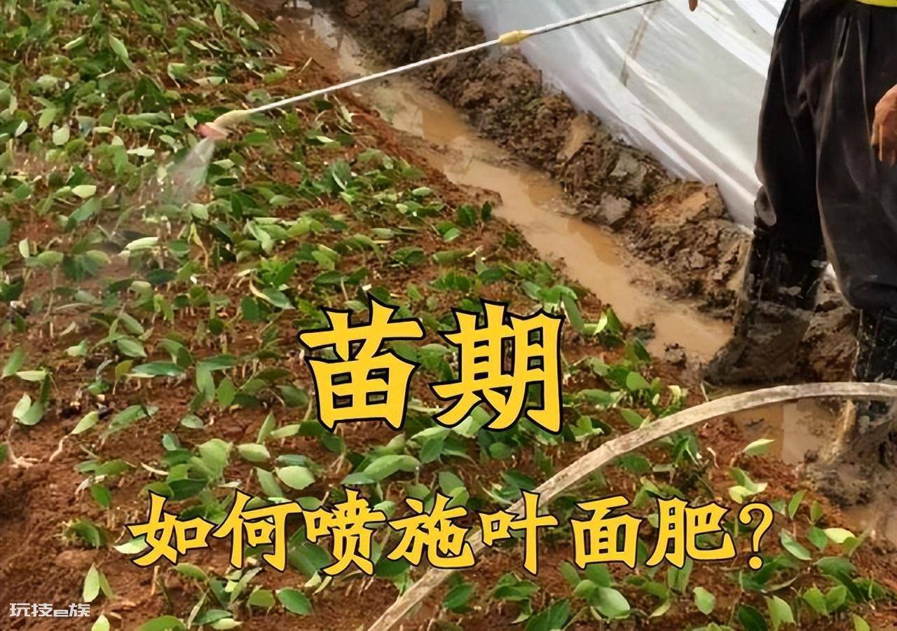 叶面肥什么时候打效果好(这样施叶面肥能达到最佳效果)-图片3